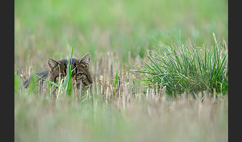 Hauskatze (Felis silvestris forma catus)