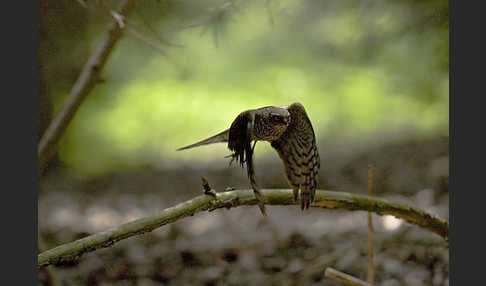 Sperber (Accipiter nisus)