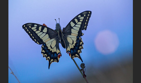 Schwalbenschwanz (Papilio machaon)