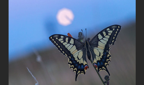 Schwalbenschwanz (Papilio machaon)