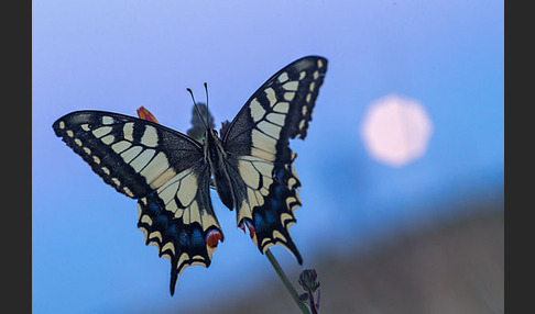 Schwalbenschwanz (Papilio machaon)