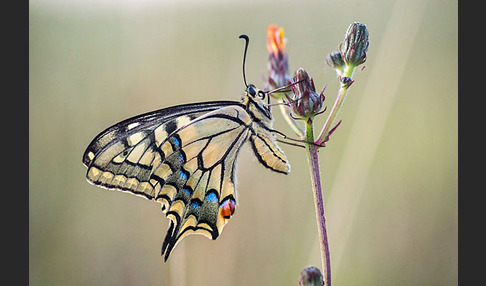 Schwalbenschwanz (Papilio machaon)