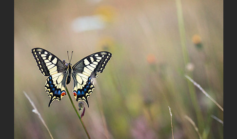 Schwalbenschwanz (Papilio machaon)