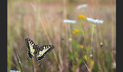 Schwalbenschwanz (Papilio machaon)