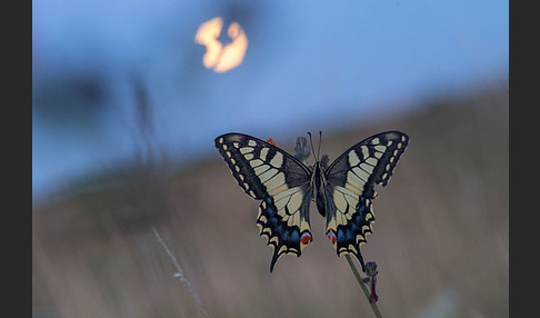 Schwalbenschwanz (Papilio machaon)