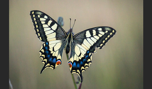 Schwalbenschwanz (Papilio machaon)