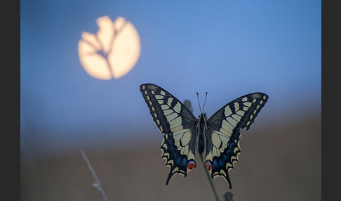 Schwalbenschwanz (Papilio machaon)