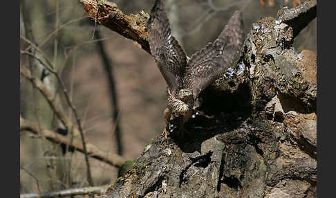 Habicht (Accipiter gentilis)