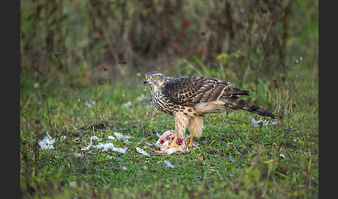 Habicht (Accipiter gentilis)