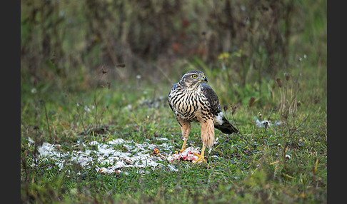 Habicht (Accipiter gentilis)