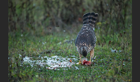 Habicht (Accipiter gentilis)