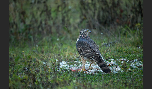 Habicht (Accipiter gentilis)