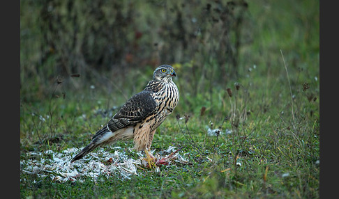 Habicht (Accipiter gentilis)