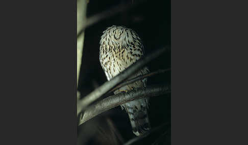 Habicht (Accipiter gentilis)