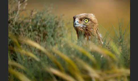 Schlangenadler (Circaetus gallicus)