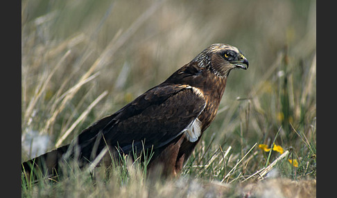 Rohrweihe (Circus aeruginosus)