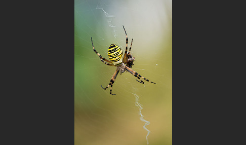 Wespenspinne (Argiope bruennichi)