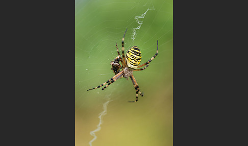 Wespenspinne (Argiope bruennichi)