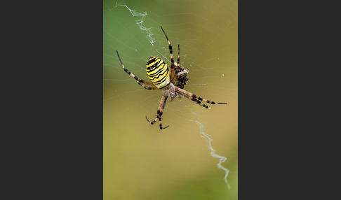 Wespenspinne (Argiope bruennichi)