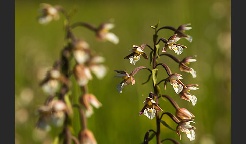 Sumpf-Sitter (Epipactis palustris)