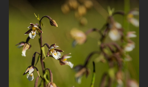 Sumpf-Sitter (Epipactis palustris)