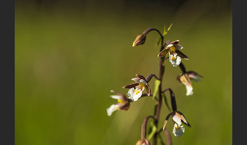 Sumpf-Sitter (Epipactis palustris)