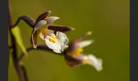 Sumpf-Sitter (Epipactis palustris)