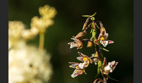 Sumpf-Sitter (Epipactis palustris)