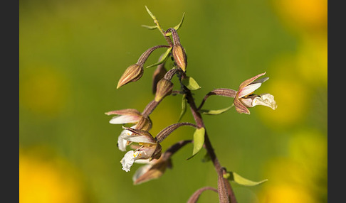 Sumpf-Sitter (Epipactis palustris)