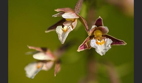 Sumpf-Sitter (Epipactis palustris)