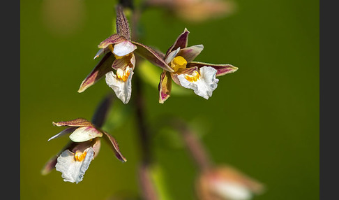 Sumpf-Sitter (Epipactis palustris)