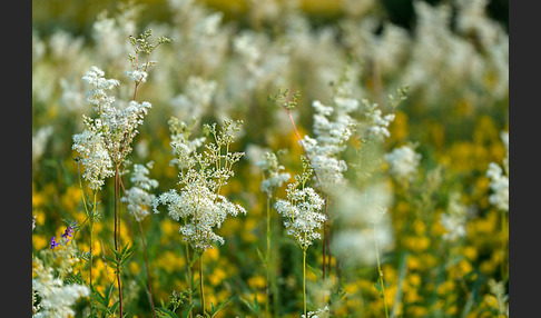 Gemeiner Gilbweiderich (Lysimachia vulgaris)