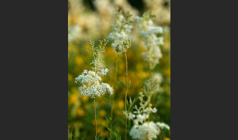 Echtes Mädesüß (Filipendula ulmaria)