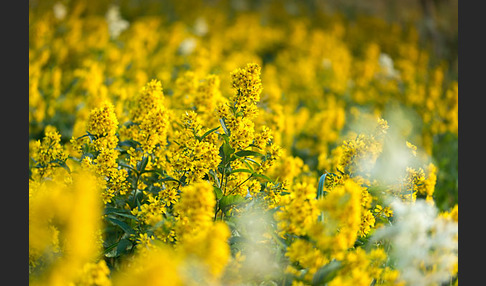 Gemeiner Gilbweiderich (Lysimachia vulgaris)