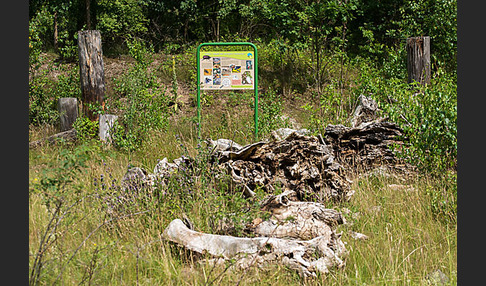 Thüringen (Thuringia)