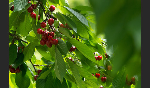 Süßkirsche (Prunus avium)