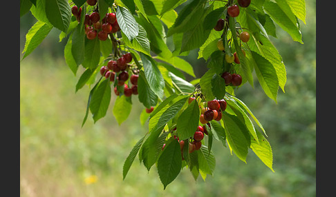 Süßkirsche (Prunus avium)