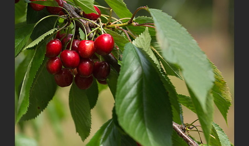 Süßkirsche (Prunus avium)