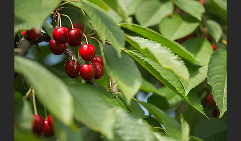 Süßkirsche (Prunus avium)