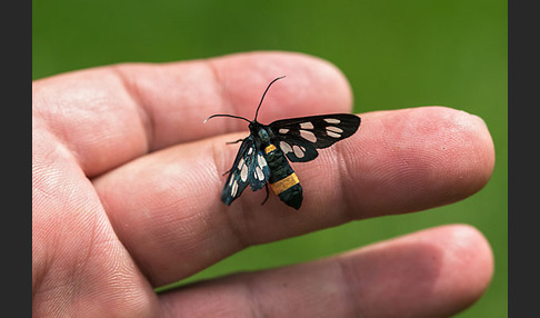 Weißfleckwidderchen (Syntomis phegea)