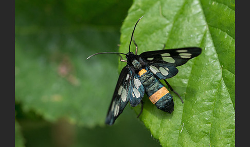 Weißfleckwidderchen (Syntomis phegea)