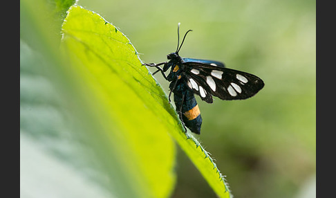 Weißfleckwidderchen (Syntomis phegea)