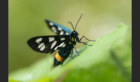 Weißfleckwidderchen (Syntomis phegea)