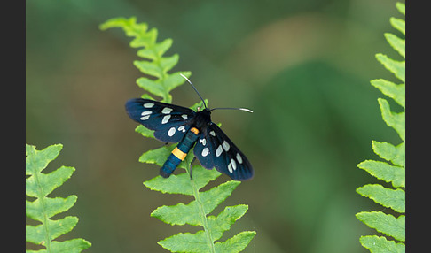 Weißfleckwidderchen (Syntomis phegea)