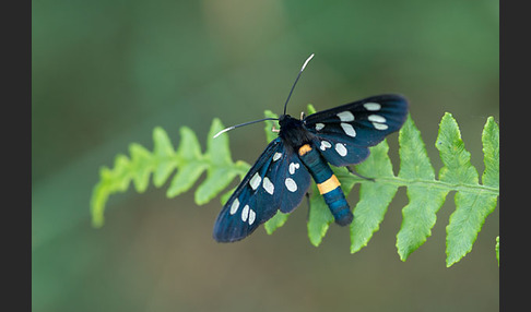 Weißfleckwidderchen (Syntomis phegea)