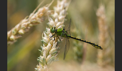 Grüne Keiljungfer (Ophiogomphus cecilia)