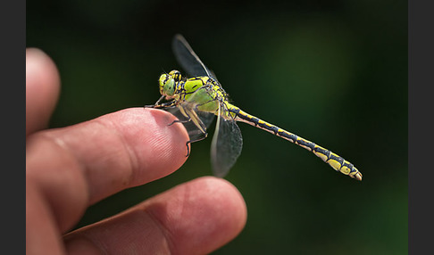 Grüne Keiljungfer (Ophiogomphus cecilia)