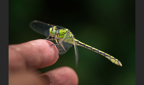 Grüne Keiljungfer (Ophiogomphus cecilia)