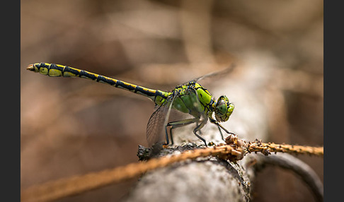 Grüne Keiljungfer (Ophiogomphus cecilia)