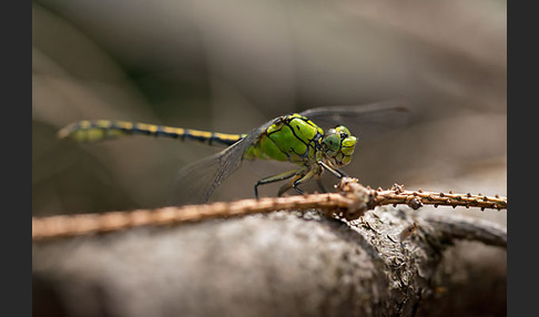 Grüne Keiljungfer (Ophiogomphus cecilia)